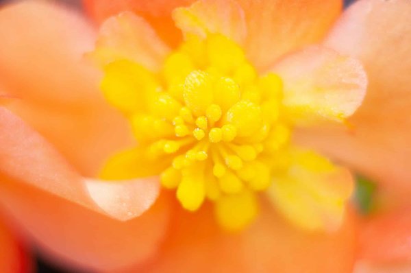 Cistanche tubulosa : les différentes applications modernes de la plante